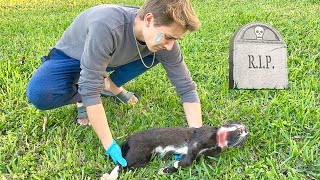 THE BEAST KILLED MY CAT ! WILL WE TRAP HIM ?!