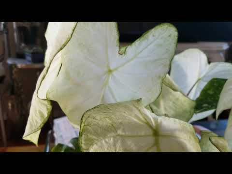 download lagu mp3 mp4 Moonlight Caladium For Sale, download lagu Moonlight Caladium For Sale gratis, unduh video klip Moonlight Caladium For Sale