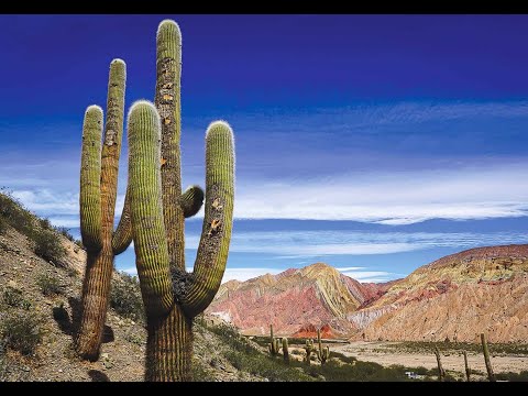 Ruta escénica por Salta: Quebrada de Cafayate y Los Cardones en un viaje inolvidable