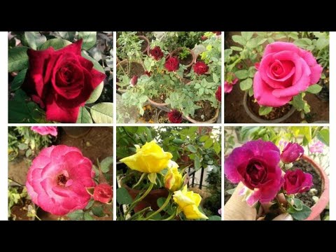 download lagu mp3 mp4 Best Type Of Roses, download lagu Best Type Of Roses gratis, unduh video klip Best Type Of Roses