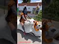 Hara Hara Sambhu Shiva Mahadeva Ride On Cow