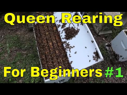 Queen rearing for Beginners!!