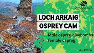 Female osprey lands on nest 1 and is dive bombed by male osprey - Loch Arkaig Osprey Cam