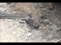 Snake Eating A Large Toad