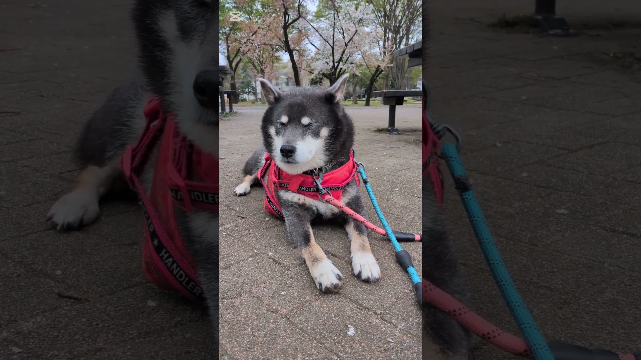 週末のクマ吉さんぽ。少し減量したからか、足取りが軽くなりましたね。#柴犬 #柴犬のいる暮らし