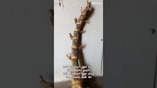 Download lagu Noto ati ngatur jiwo mp3