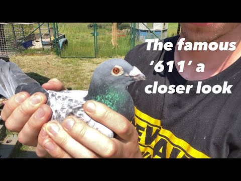 Our BEST PIGEON IN THE LAST 10 YEARS | The Famous ‘611’ A Closer Look