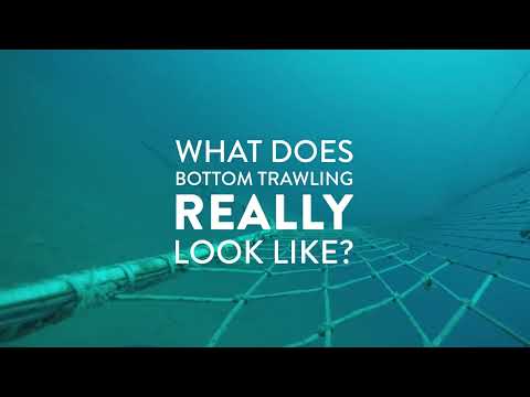 What does bottom trawling really look like?