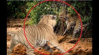 Jaguar attacks a tiger!!!