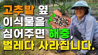고추밭 벌레,해충 퇴치 이것을 함께 심었더니 놀라운효과? 고추재배 고추농사