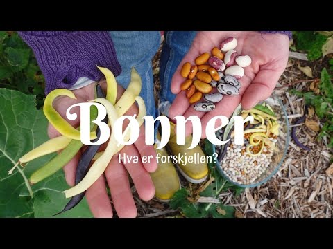 Bønner - hva er forskjell?