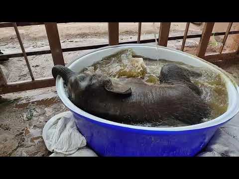 Pyi Mai is playing in a water bucket PART2 - EleFlix