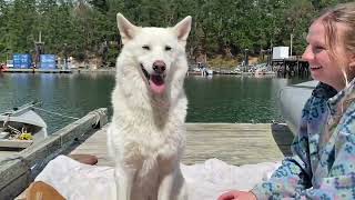 Cute Husky Steals My Girlfriend... Again