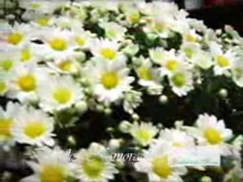 Programa Neusa Bighetti exibido no dia 06/06/2010 - Galeria das Flores Especial Namorados