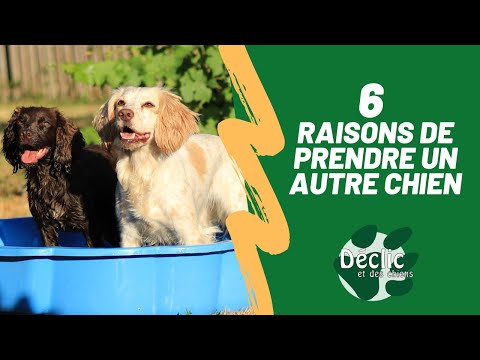 Les avantages et inconvénients à avoir plusieurs chiens !