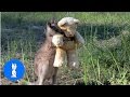 Baby Kangaroos Joeys CUTEST Compilation