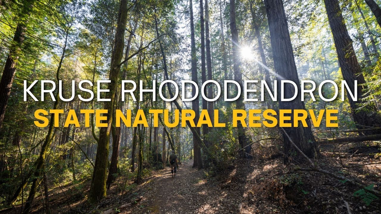 Kruse Rhododendron Reserve Hike: Redwoods, Flowers & Light Rays