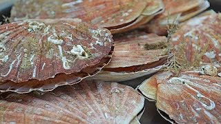 St Jacques : la recette de François Hue,chef dieppois