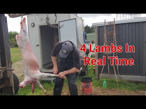 Skinning 4 Lambs (In Real time)