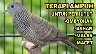 Download lagu Perkutut Lokal Gacor Suara Super Kristal - Pancingan Malas Bunyi  (99%AMPUH BANGET) mp3 Download lagu Perkutut Lokal Gacor Suara Super Kristal - Pancingan Malas Bunyi  (99%AMPUH BANGET) mp3