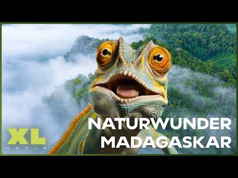 Wildes Madagaskar: Was macht die Insel so einzigartig? | Natur Doku