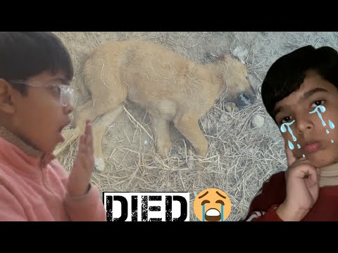 PUPPIES REALY DIED 😱☠ || BADNEWS VLOG 😰😳