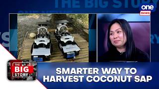 Safer, more efficient way to collect coconut sap