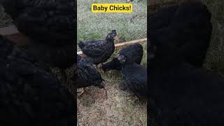 Baby Chicks Update! LONG Overdue! #backyardchickens #chicken #fun #baby #news #funny