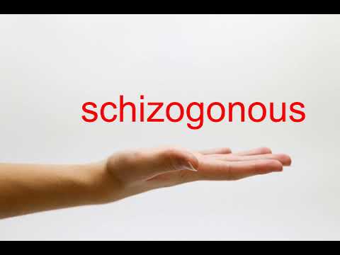 How to Pronounce schizogonous - American English
