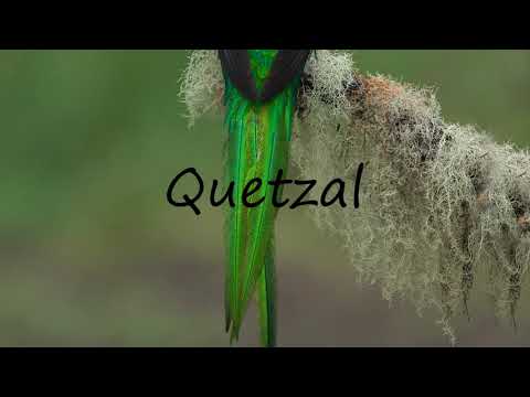 image-Is the quetzal a parrot?