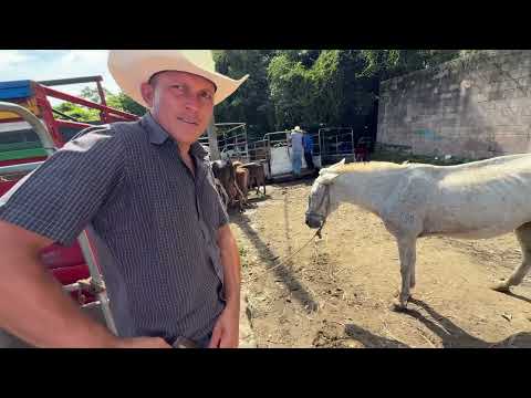 Caballos mulas y machos y burros de venta en la plaza de cedros 