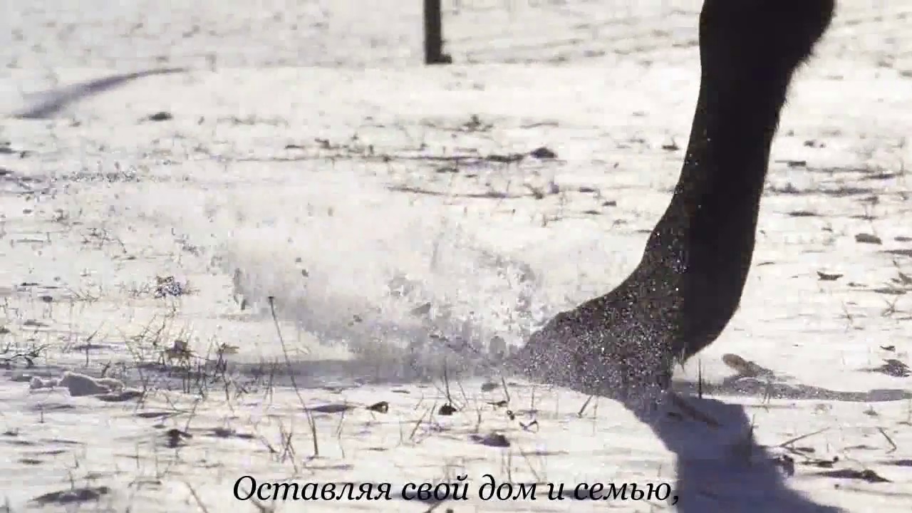 ООО «БУНГЕ СНГ» 