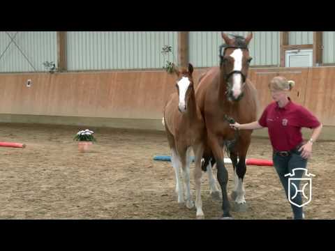 HEI005 Hengstfohlen von For Pleasure   Quidam de Revel   Contender