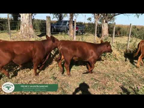 ARFVICENTE - TROPA BATIMABE - 32 TERNEROS (31m + 1h) de 225 kg 22-01-2026