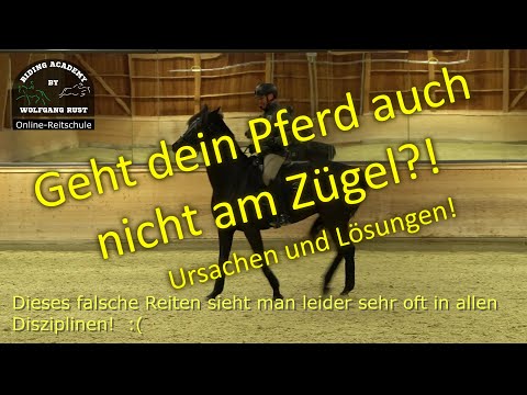 F84 Your horse isn't going through the neck and isn't on the bit? Rider errors in contact problems.