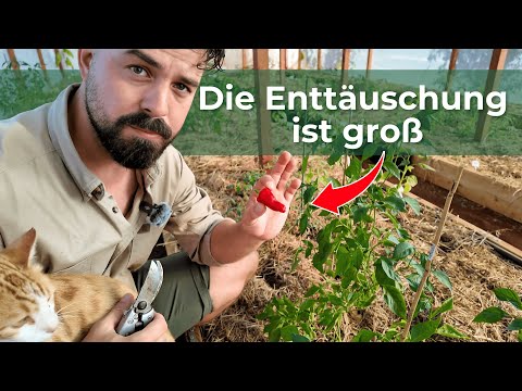 Gute und schlechte Nachrichten bei der Chili und Tomaten Samen Zucht