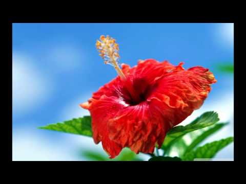 I Roto Ite Atua- Ephraim Taokia Ft. Tara Kauvai