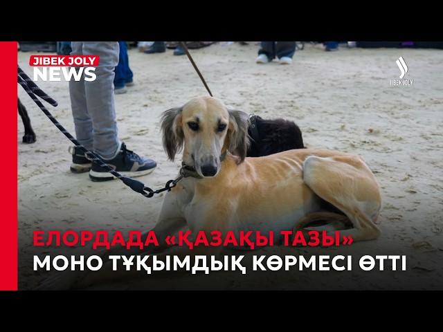 Елордада «Қазақы тазы» моно тұқымдық көрмесі өтті