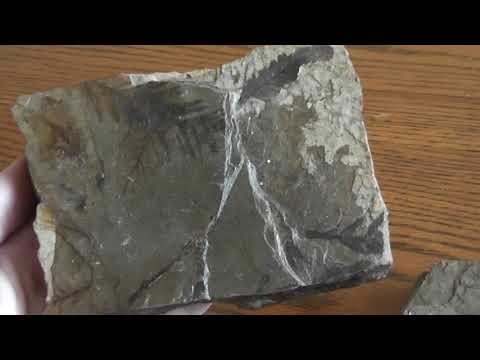 Eocene Fossil Plants of British Columbia