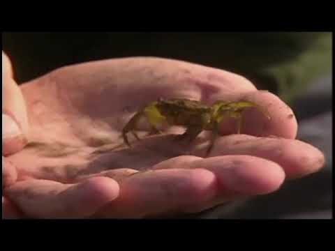 Teletubbies TV Digging In Sand - Crabs Date 26 March 1998