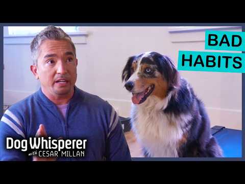 Anxious Dog's Obsession With Owner Spirals Out Of Control | Dog Whisperer With Cesar Millan