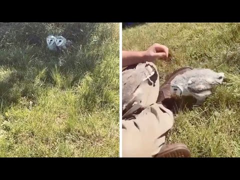 Adorable Owlets Run Into Photographer's Lap