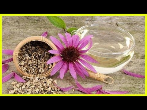 鶏の免疫力を高める天然抗生物質はどれですか?メリットは何ですか?  庭園