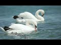 இதழோடு இதழ் சேரும் நேரம் What S App Status Tamil Lyrics St