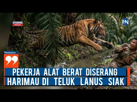 Pekerja Alat Berat Diserang Harimau di Teluk Lanus Siak