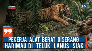 Pekerja Alat Berat Diserang Harimau di Teluk Lanus Siak