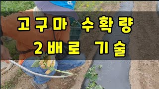 이장vlog 고구마 수확량을 2배로! 복숭아 적과방법,관정사업 어찌하나?아카시아꽃청담기 How do you …