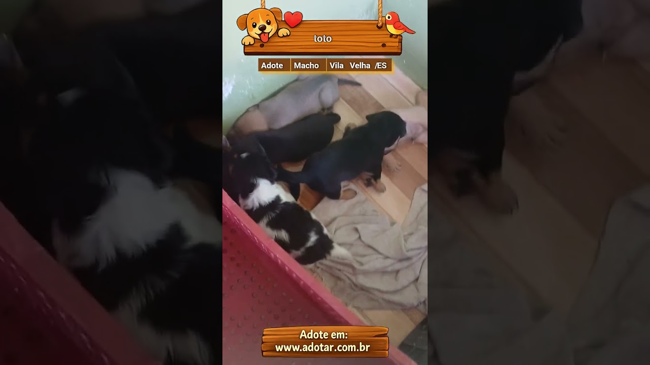 Cachorro raça SRD-ViraLata idade Abaixo de 2 meses nome toto