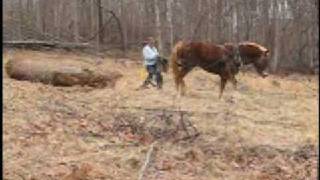 preview picture of video 'Joe Hammons-Logging with Horses & Mules'