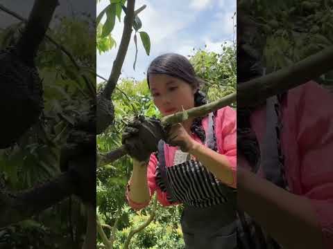 Kako farmeri kloniraju plodove 🌳🤯